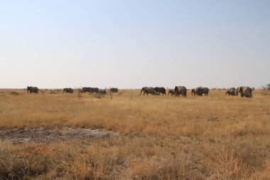 Etosha Ulusal Parkı, Namibya 'da bir grup fil. Yüksek kalite fotoğraf