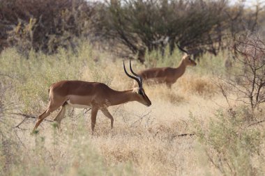 Namibya 'daki Etosha Ulusal Parkı' nda Impala. Yüksek kalite fotoğraf