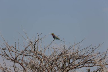 Jay, Etosha Ulusal Parkı, Namibya 'da. Yüksek kalite fotoğraf