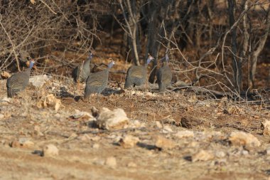 Guineafowl in Etosha National Park, Namibia. High quality photo clipart