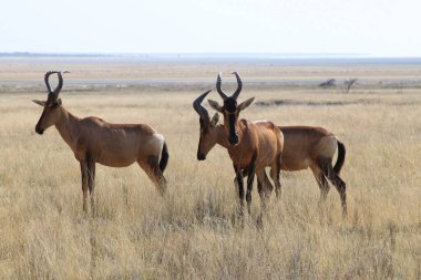 Etosha Park, Namibya 'daki Kızıl Harteopelar. Yüksek kalite fotoğraf