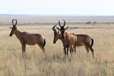 Red Hartebeest in Etosha Park, Namibia. High quality photo clipart