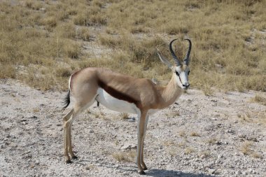 Etosha Ulusal Parkı 'ndaki Springbok, Namibya. Yüksek kalite fotoğraf