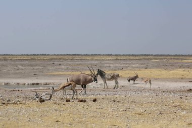 Etosha Ulusal Parkı, Namibya 'da bir grup hayvan. Yüksek kalite fotoğraf