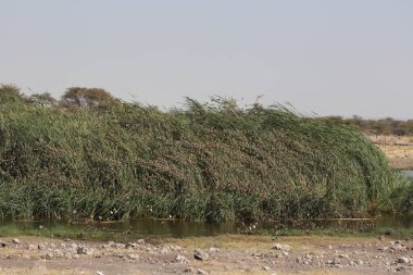 Etosha Ulusal Parkı, Namibya 'da bir grup miğfer baykuşu Numida meleagris. Yüksek kalite fotoğraf