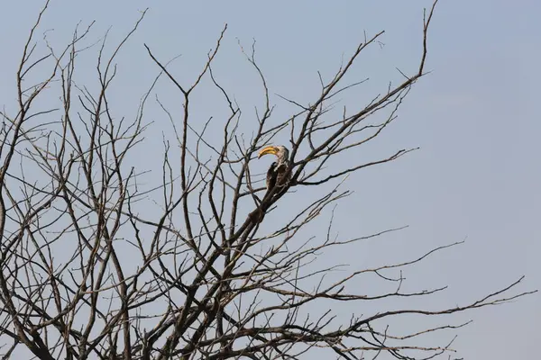 stock image Yellow-billed hornbill on a tree in Etosha National Park, Namibia. High quality photo