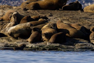 Svalbard Takımadası 'ndaki Yedi Ada' daki morslar. Yüksek kalite fotoğraf