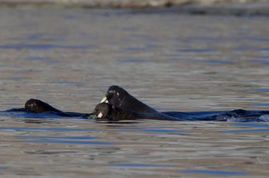 Svalbard Takımadası 'ndaki Yedi Ada' daki morslar. Yüksek kalite fotoğraf