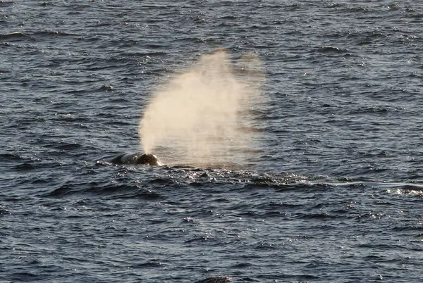 stock image The Bowhead Whales Blow in the Arctic. High quality photo