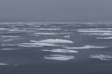 Svalbard takımadası yakınlarında kutup buzu. Yüksek kalite fotoğraf