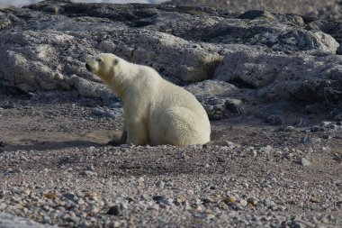 Kvitoya Adası 'ndaki kutup ayısı, Svalbard Takımadası. Yüksek kalite fotoğraf