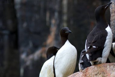 Svalbard Adaları, Alkefjellet kayalıklarındaki Brunnich Guillemot kolonisi. Yüksek kalite fotoğraf