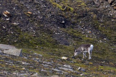 Reindeer grazing on the tundra of Bamsebu in Svalbard. High quality photo clipart