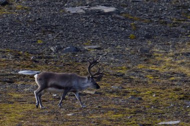 Svalbard 'daki Bamsebu tundrasında otlayan ren geyikleri. Yüksek kalite fotoğraf