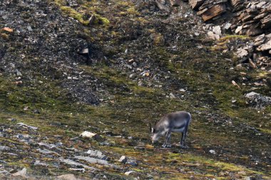 Svalbard 'daki Bamsebu tundrasında otlayan ren geyikleri. Yüksek kalite fotoğraf