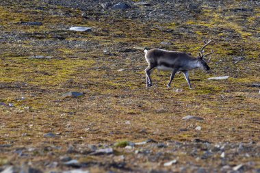 Svalbard 'daki Bamsebu tundrasında otlayan ren geyikleri. Yüksek kalite fotoğraf