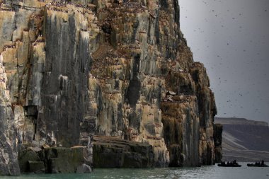 Svalbard Adaları, Alkefjellet kayalıklarındaki Brunnich Guillemot kolonisi. Yüksek kalite fotoğraf