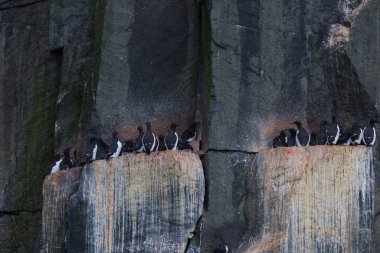 Svalbard Adaları, Alkefjellet kayalıklarındaki Brunnich Guillemot kolonisi. Yüksek kalite fotoğraf