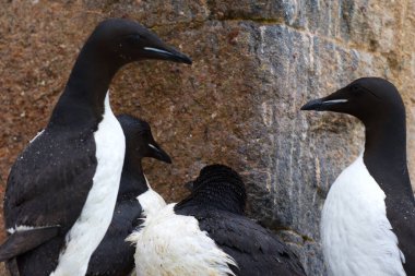 Svalbard Adaları, Alkefjellet kayalıklarındaki Brunnich Guillemot kolonisi. Yüksek kalite fotoğraf