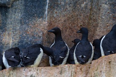 Colony of Brunnich Guillemot on the cliffs of Alkefjellet, Svalbard Islands. High quality photo clipart