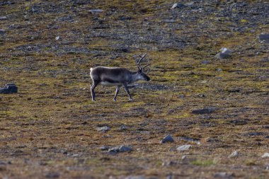 Svalbard 'daki Bamsebu tundrasında otlayan ren geyikleri. Yüksek kalite fotoğraf