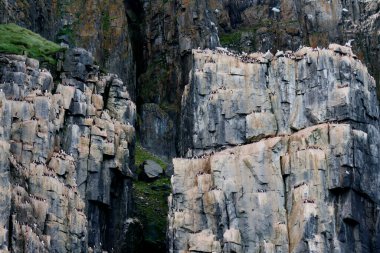 Svalbard Adaları, Alkefjellet kayalıklarındaki Brunnich Guillemot kolonisi. Yüksek kalite fotoğraf