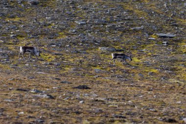 Svalbard 'daki Bamsebu tundrasında otlayan ren geyikleri. Yüksek kalite fotoğraf