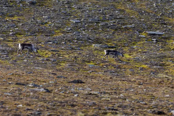 Svalbard 'daki Bamsebu tundrasında otlayan ren geyikleri. Yüksek kalite fotoğraf