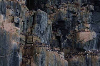 Spitsbergen 'deki Ny-Friesland' daki Lomfjordhalvoya 'daki Alkefjellet uçurumunda. Yüksek kalite fotoğraf