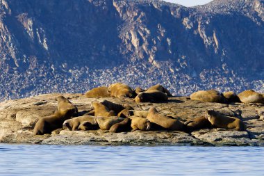 Walrus colony in the waters of Sjuoyane Island, Svalbard archipelago. High quality photo clipart