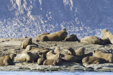 Sjuoyane Adası, Svalbard takımadasındaki deniz aygırı kolonisi. Yüksek kalite fotoğraf