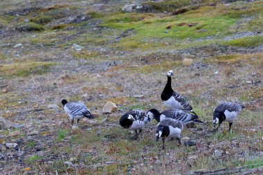 Group of Barnacle Goose near Longyearbyen, Svalbard Islands. High quality photo clipart