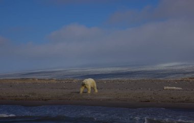 Svalbard, Kvitoya Adası sahilinde ayı. Yüksek kalite fotoğraf