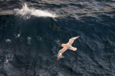 Kuzey Fulmar Kuşu Kuzey Kutbu 'nda denizin üzerinde uçuyor. Yüksek kalite fotoğraf