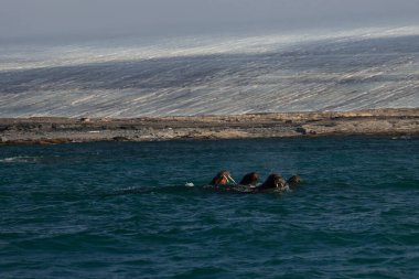 Kvitoya Adası 'nın önündeki morslar, Svalbard. Yüksek kalite fotoğraf