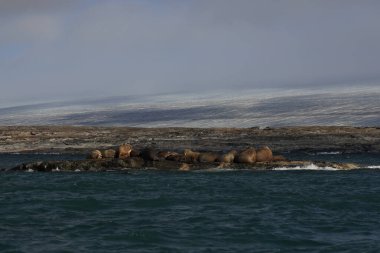 Kvitoya Adası 'nın önündeki morslar, Svalbard. Yüksek kalite fotoğraf