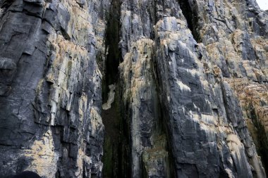 Muhteşem Alkefjellet kayalıkları, gulyabaniler, dolerit sütunlar, Svalbard. Yüksek kalite fotoğraf