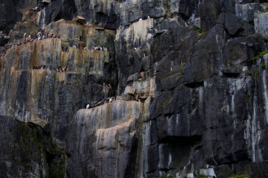 Svalbard Adaları, Alkefjellet kayalıklarındaki Brunnich Guillemot kolonisi. Yüksek kalite fotoğraf