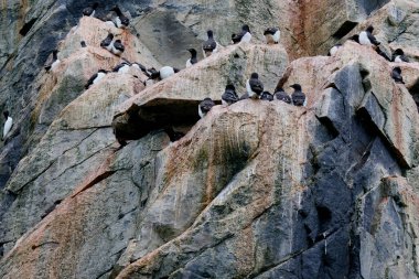 Svalbard Adaları, Alkefjellet kayalıklarındaki Brunnich Guillemot kolonisi. Yüksek kalite fotoğraf
