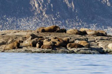 Walruses in the Seven Islands Archipelago near Svalbard. High quality photo clipart