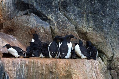 Svalbard Adaları, Alkefjellet kayalıklarındaki Brunnich Guillemot kolonisi. Yüksek kalite fotoğraf