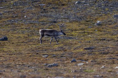 Svalbard 'daki Bamsebu tundrasında otlayan ren geyikleri. Yüksek kalite fotoğraf