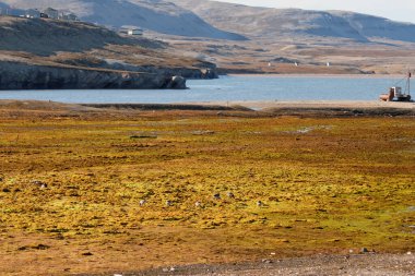 Svalbard Adaları 'nın karakteristik manzarası. Yüksek kalite fotoğraf