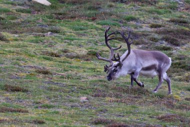 Longyear byen, Svalbard Adaları 'ndaki dağlarda kutup ren geyiği. Yüksek kalite fotoğraf