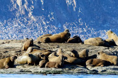 Sjuoyane Adası, Svalbard takımadasındaki deniz aygırı kolonisi. Yüksek kalite fotoğraf