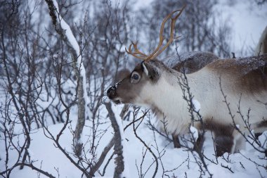 Tromso, Norveç 'te kışın otlayan ren geyikleri. Yüksek kalite fotoğraf