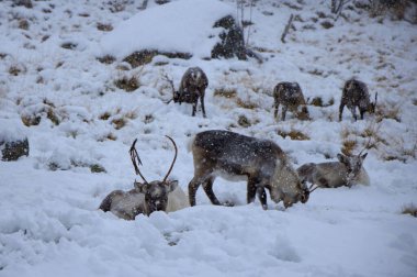 Norveç 'te Kuzey Kutup Dairesi' nin üzerinde otlayan ren geyikleri. Yüksek kalite fotoğraf