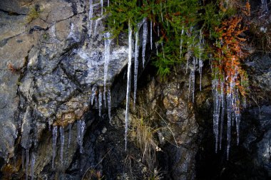Norveç 'teki Sommaroy çevresindeki küçük bitkileri buz sarkıtları kaplıyor. Yüksek kalite fotoğraf