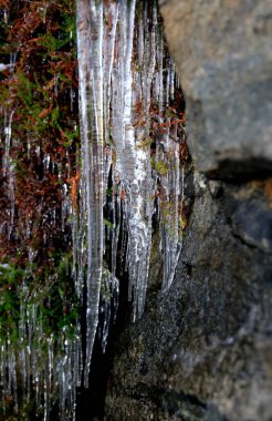 Norveç 'teki Sommaroy çevresindeki küçük bitkileri buz sarkıtları kaplıyor. Yüksek kalite fotoğraf