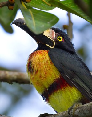 Collared Arcari in the Tikal Forest, Guatemala. High quality photo clipart